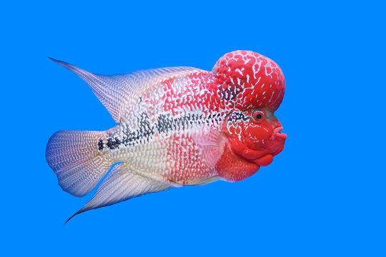 flowerhorn cichlid or cichlasoma fish