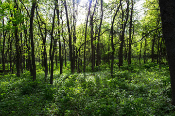 Fototapeta na wymiar Thin Trees in a Forest