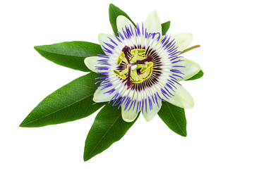 Passion Flower (Passiflora) - obrazy, fototapety, plakaty