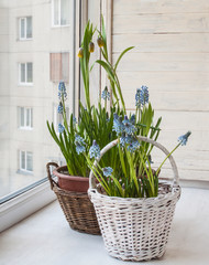 Cultivation muscari and grouse in pots