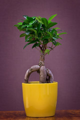 Ficus ginseng