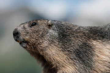 marmot