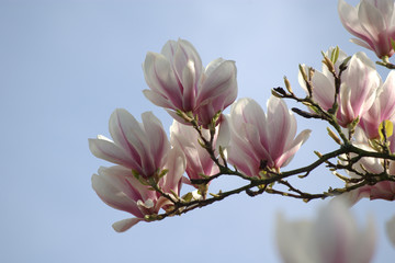 Magnolienbl&uuml;ten vor wolkenlosem Himmel