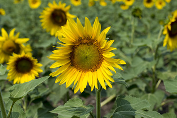 the blossomed beautiful sunflowers in the field