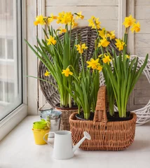 Photo sur Plexiglas Narcisse Daffodils in  basket and a decorative watering can