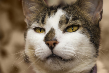 Fototapeta premium Unhappy cat