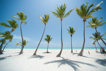 Fototapeta na wymiar Palms at Juanillo beach in Dominican republic