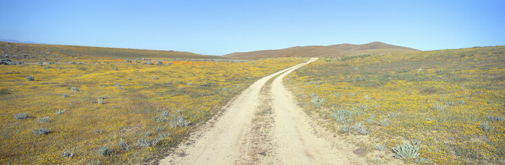Flowers & Poppies, Antelope Valley, California