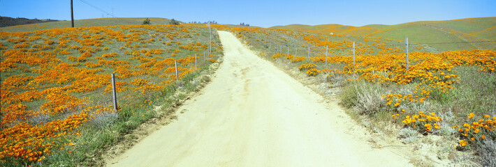 Flowers & Poppies, Antelope Valley, California