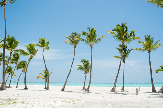 Palms at Juanillo beach in Dominican republic