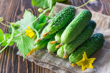 cucumbers on the wooden background
