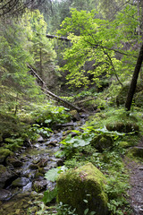 Obraz premium Creek in the Wilderness of Slovakia Mountains Low Tatras