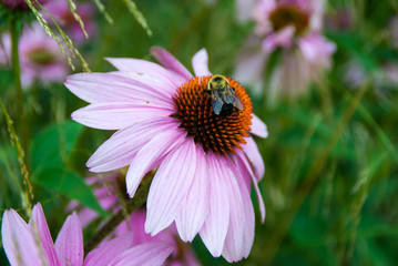 Echinacea purpurea. Bee collecting the nectar on echinacea flowe