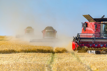 Fototapeta premium Combine working on barley field