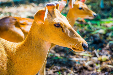 Portrait of Cheetal Spotted deer