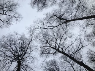 Foto op Plexiglas bomen zwart wit © Carmela