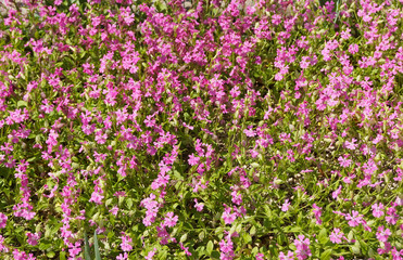Fototapeta premium group pink flowers background