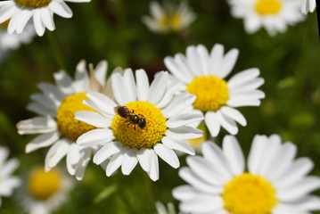 daisy flower with Insects in garden