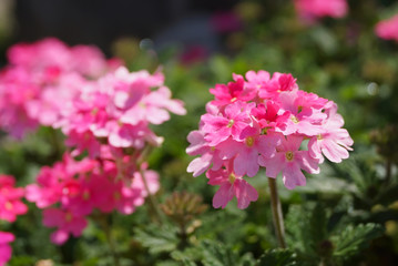 close up pink flower in summer garden