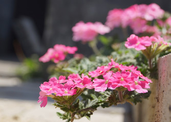close up pink flower in summer garden