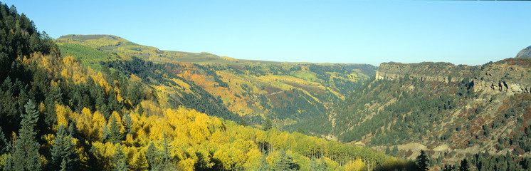 Aspens in Autumn near Cortez, Colorado