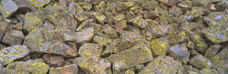 Lichens on rocks at Yankee Boy Basin, Colorado