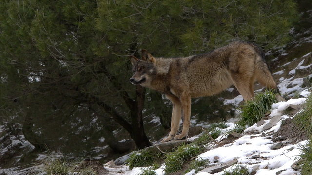  Iberian wolf in the forest among the trees and snow on the ground     