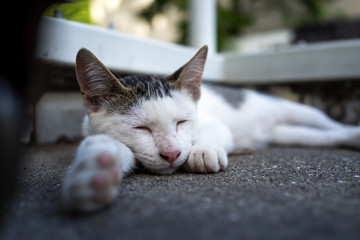 リラックスする仔のらねこ