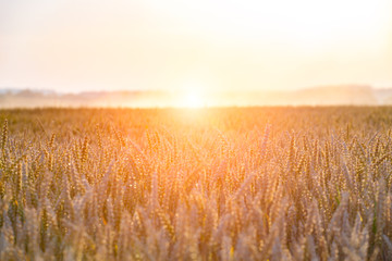 Obraz premium Sunset above large wheat field