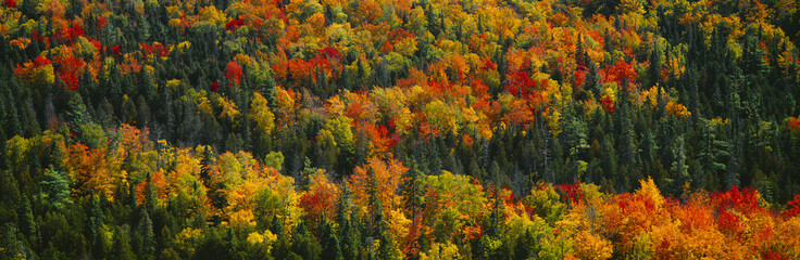 Obrazy na Szkle  Autumn color at Porcupine State Park, Michigan's Upper Peninsula, Michigan