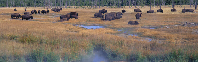 Buffalo grazing, Yellowstone National Park, Wyoming © spiritofamerica