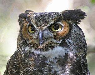 Great Horned Owl