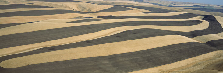 Wheat Fields and Contour Farming, S.E. Washington