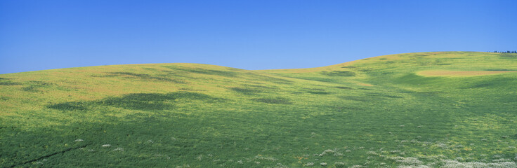 Wheat Fields, S.E. Washington