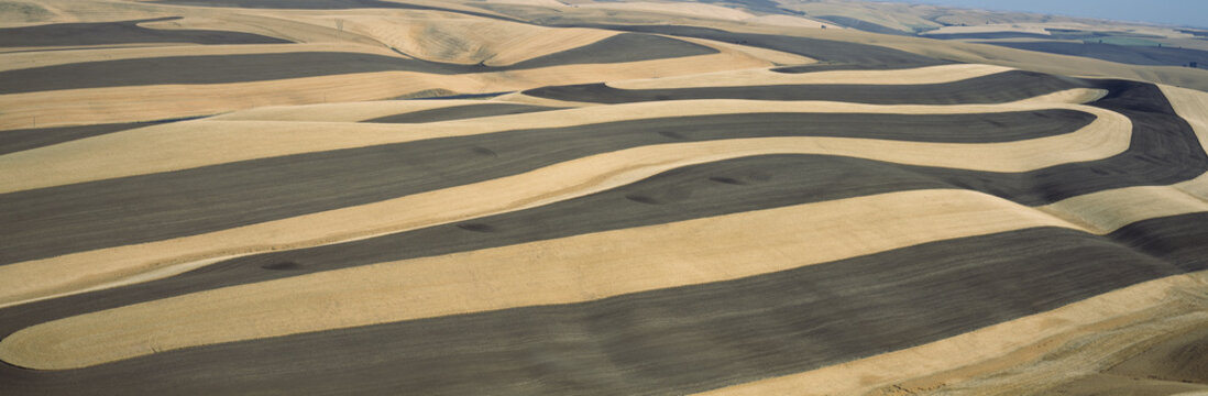 Wheat Fields And Contour Farming, S.E. Washington