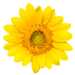 Obraz premium Dwarf Sunflower