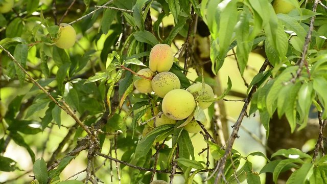 Reife Pfirsiche auf einem Pfirsichbaum