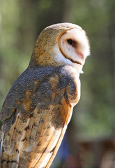 Closeup Profile of a Barn Owl Raptor