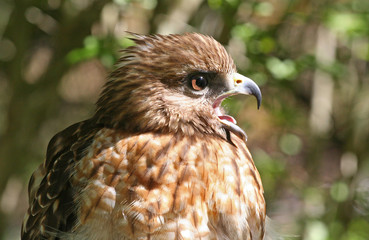 Profile of a Red Shouldered Hawk Raptor
