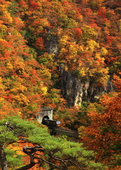 宮城県大崎市　紅葉の鳴子峡