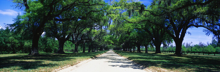 This is a tree lined road outside of San Antonio. It shows a beautiful spring day with the road separating through the center of the green trees.