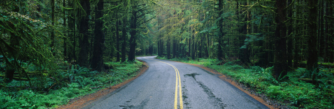 This is located in the Hoh Rain Forest. It shows a rain soaked road in bad weather surrounded by green trees, ferns and foliage of the surrounding rain forest.
