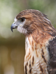 Closeup of Red Tailed Hawk Raptor