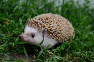 Hedgehog