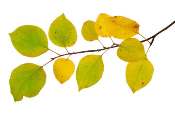 Branch of an apple tree c autumn leaves