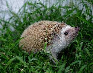 Hedgehog