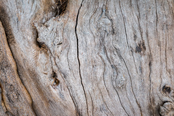 Wood trunk background & texture vintage