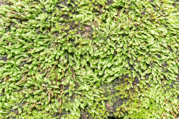 Obraz premium Moss