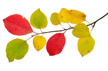 Branch of an apple tree c autumn leaves