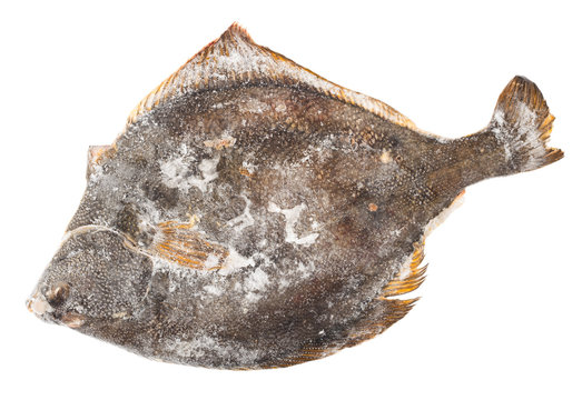 Frozen Flounder